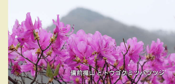 足尾山地固有の山野草とコウシンソウと樹木