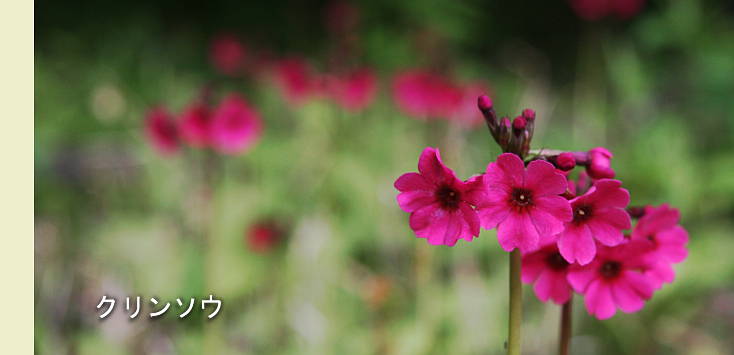 足尾山地固有の山野草とコウシンソウと樹木