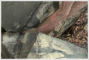 岩にはさまれたリョウブの木