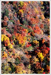 白山山頂から松木川源流の紅葉