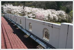 渡良瀬橋と桜