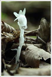 ギンリョウソウ