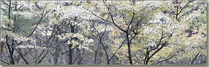 山桜