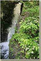 庚申七滝とウツギの花
