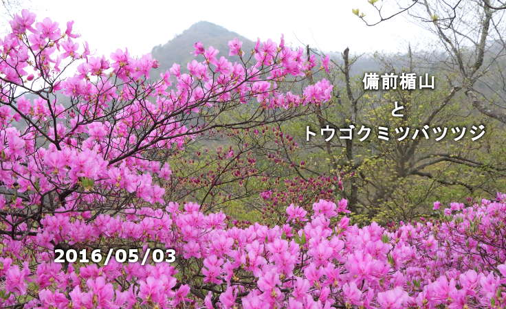備前楯山とトウゴクミツバツツジ