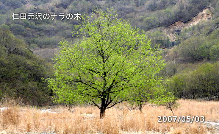 仁田元沢に生きるナラの木