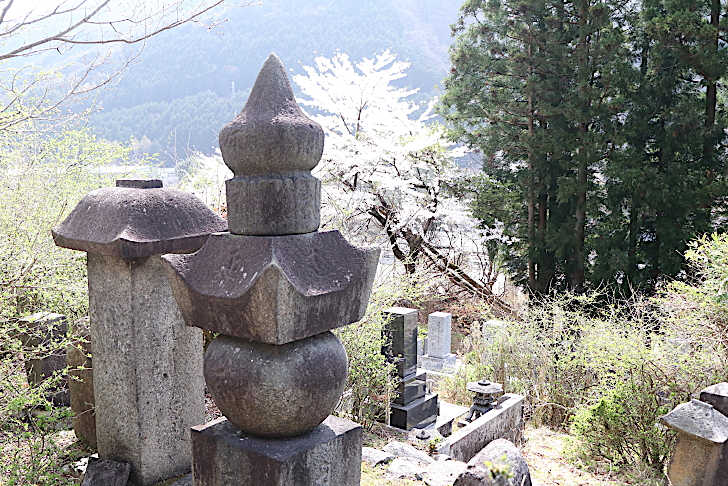 サクラ