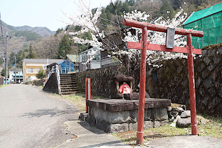 サクラ