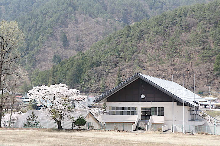 サクラ