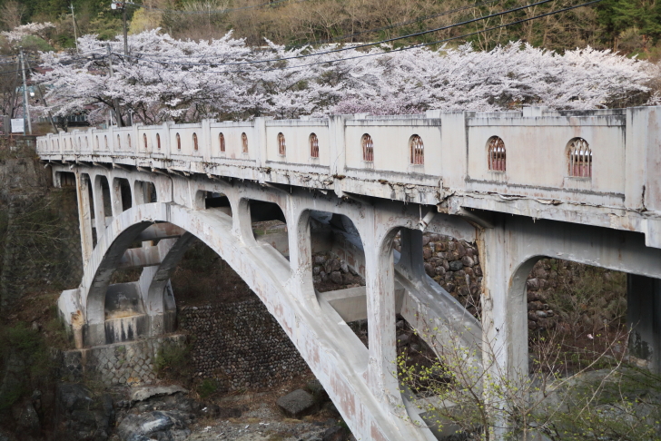 サクラ