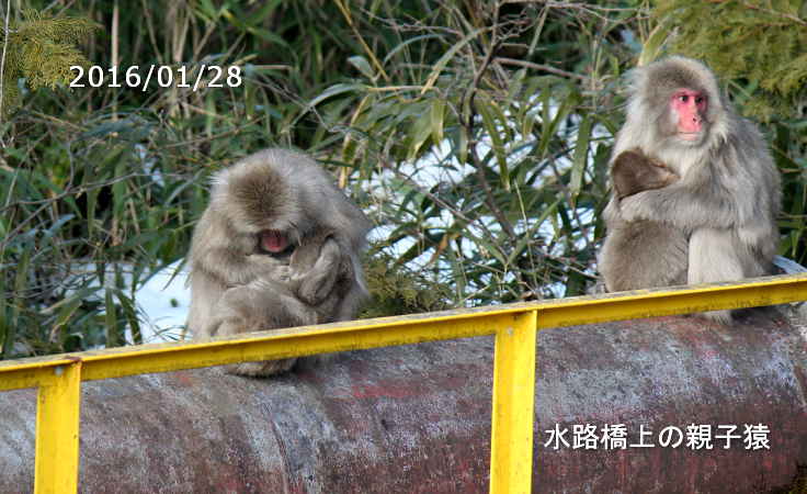 水路橋上の親子猿