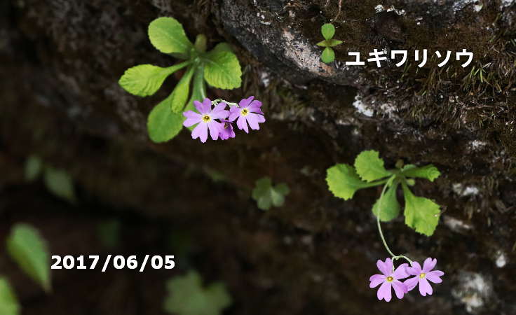 ユキワリソウ