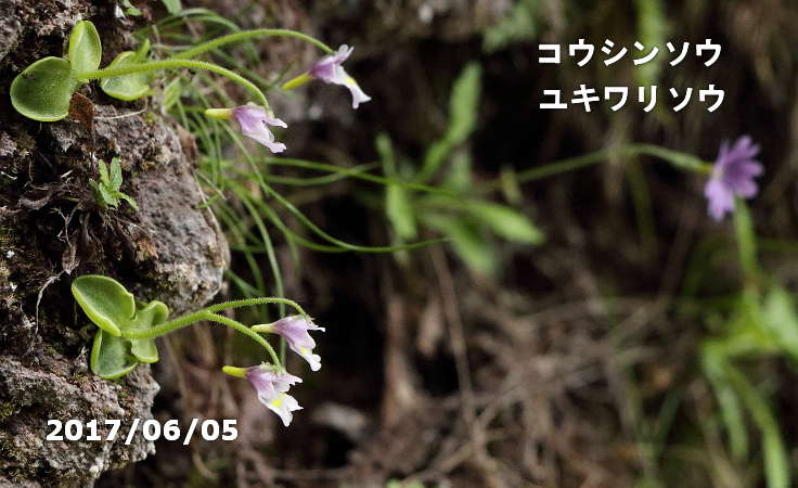 コウシンソウとユキワリソウ