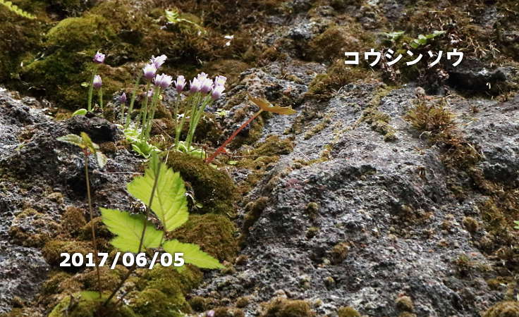 コウシンソウ