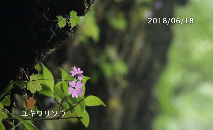 ユキワリソウ