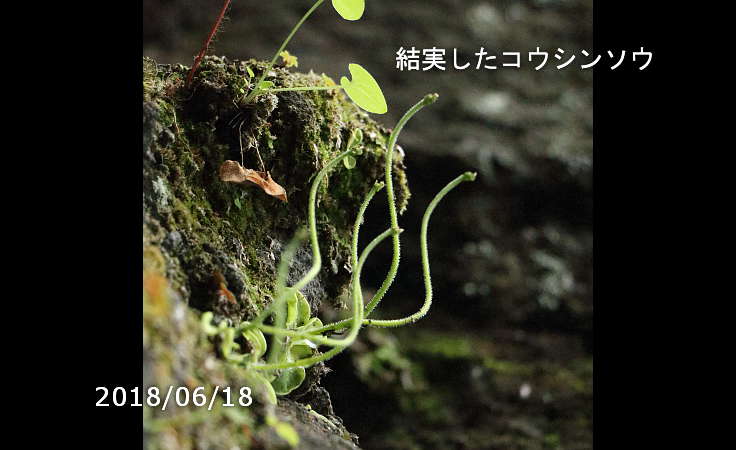 結実コウシンソウ