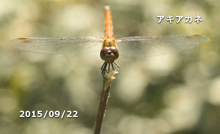 アキアカネ