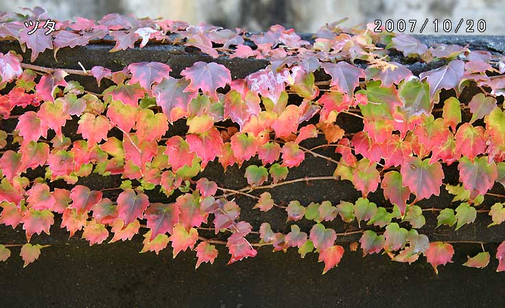 ツタ