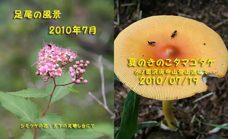 シモツケ · タマゴタケ