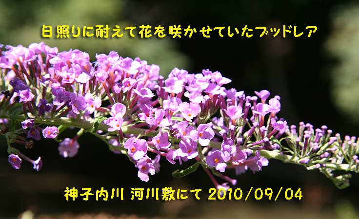 ブッドレア