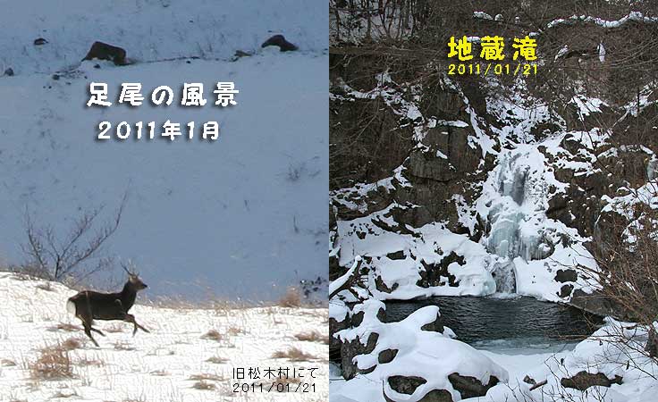 ニホンジカ・地蔵滝