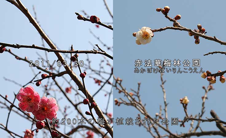 赤法華梅林公園
