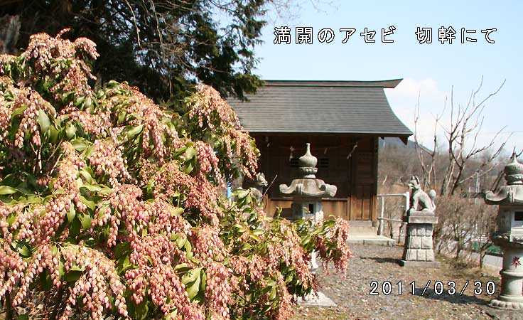 アセビ