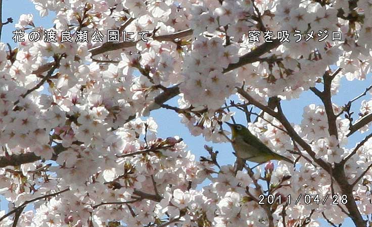 花の渡良瀬公園