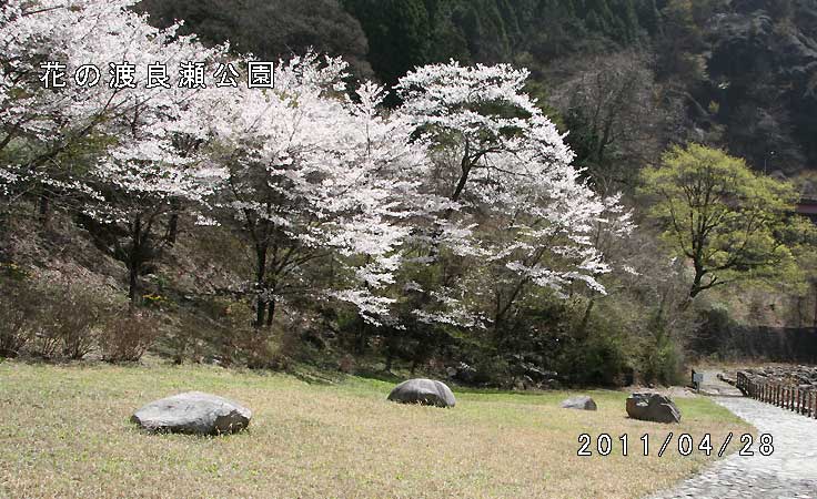 花の渡良瀬公園