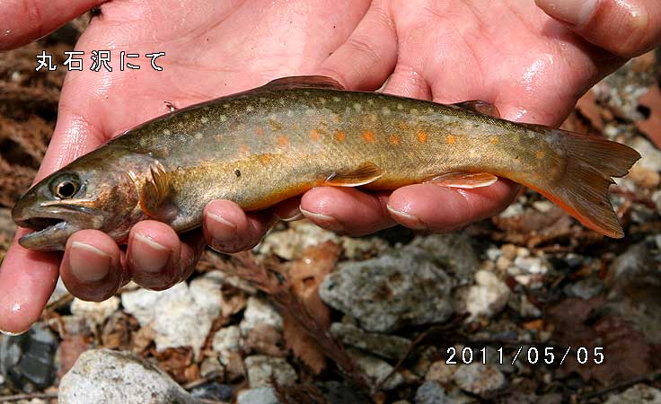 丸石沢にて