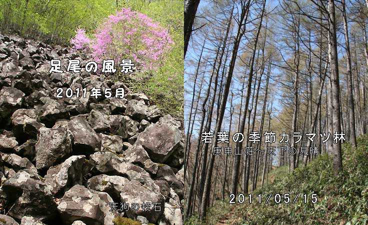 カラマツ林