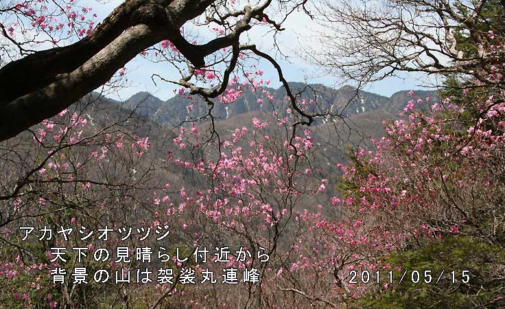アカヤシオツツジ