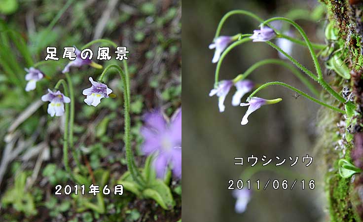 コウシンソウ
