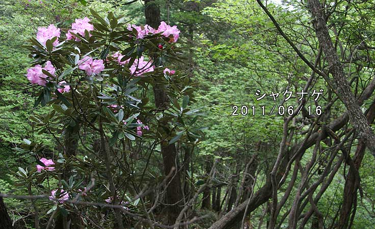 シャクナゲ