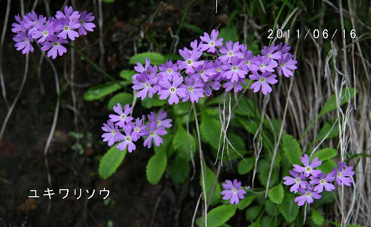 ユキワリソウ