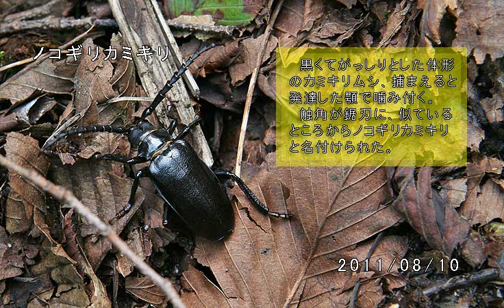 ノコギリカミキリ