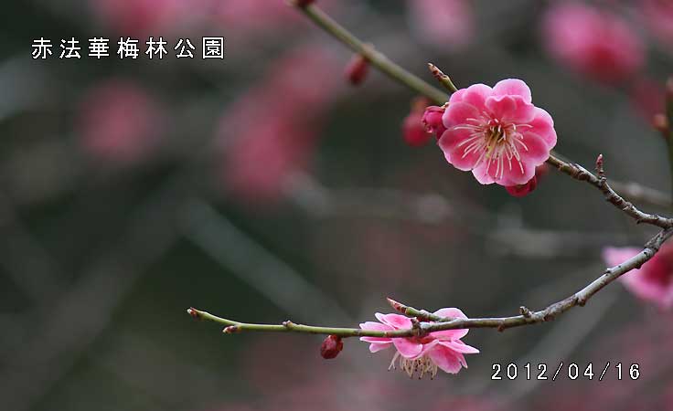 赤法華梅林公園