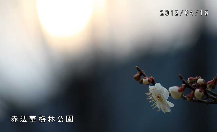 赤法華梅林公園
