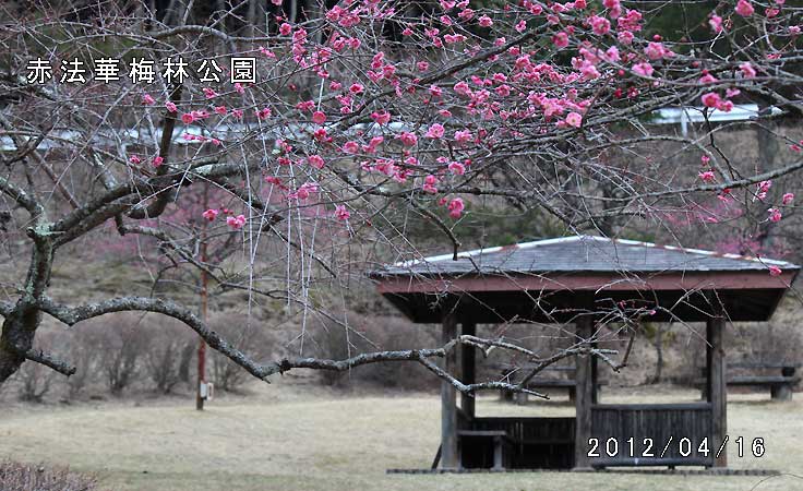 赤法華梅林公園