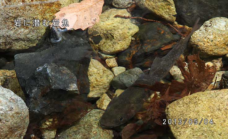 岩に潜む岩魚