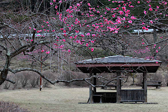 赤法華梅林公園