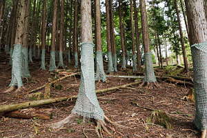 ヒノキの樹林