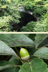 鍵金橋とドングリ