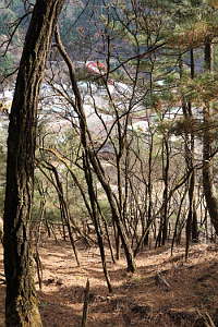 足尾歴史館の裏山