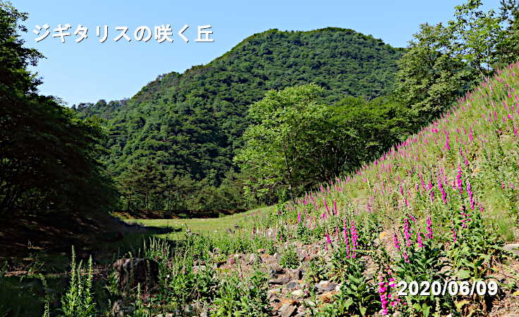ジギタリスの丘