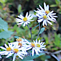 秋に咲く野紺菊の花