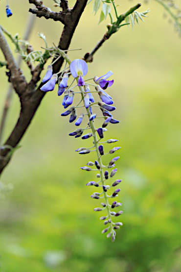 藤の花