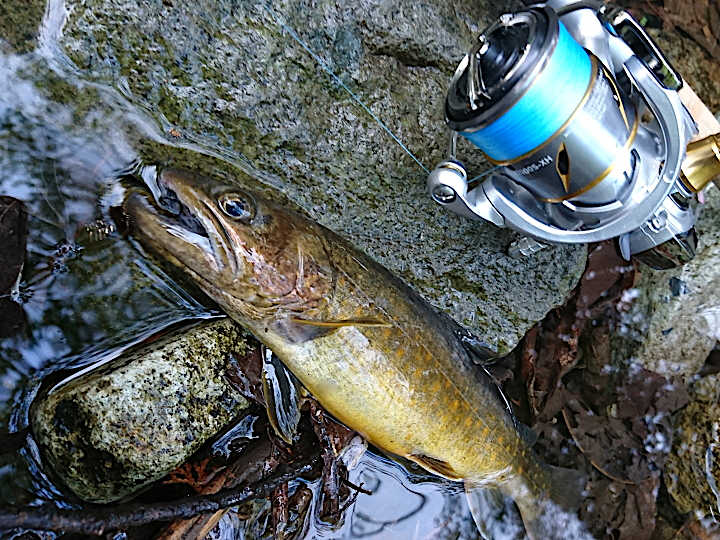 釣り上げたイワナの画像