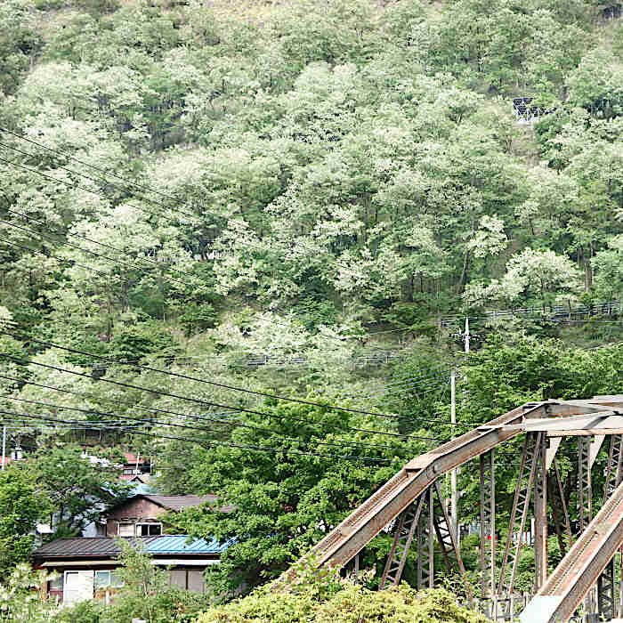 1.ハリエンジュと古河橋