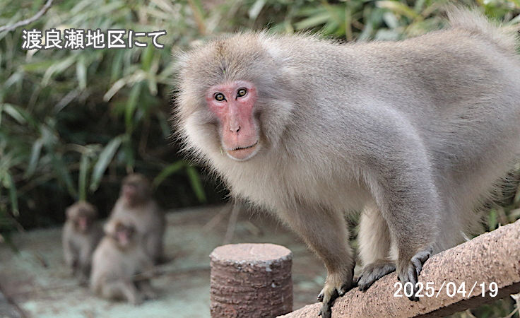親子ザル